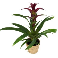 Guzmania 'Indian Night', Lila, Topf-Ø 12 Cm, Mit Korb Maki, Höhe Ca. 50 Cm -Madison Verkäufe 0210750711 Guzmania Indian Night im Dekokorb 1