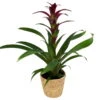 Guzmania 'Indian Night', Lila, Topf-Ø 12 Cm, Mit Korb Maki, Höhe Ca. 50 Cm -Madison Verkäufe 0210750711 Guzmania Indian Night im Dekokorb 2