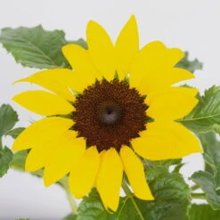 Sonnenblume 'Sunsation'® Gelb, Topf-Ø 12/13 Cm, 6er-Set -Madison Verkäufe 0210850025 Helianthus annuus Sunsation gelb 6er Set 2