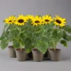 Sonnenblume 'Sunsation'® Gelb, Topf-Ø 12/13 Cm, 6er-Set -Madison Verkäufe 0210850025 Helianthus annuus Sunsation gelb T12 13 H25 6er Set 1 125624
