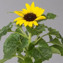 Sonnenblume 'Sunsation'® Gelb, Topf-Ø 12/13 Cm, 6er-Set -Madison Verkäufe 0210850025 Helianthus annuus Sunsation gelb T12 13 H25 6er Set 2 1 125625