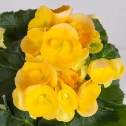 Elatior-Begonie, Topf-Ø 14 Cm, Gelb, Höhe Ca. 20-27 Cm, 4er-Set -Madison Verkäufe 0210900294 Begonia Elatior T14 gelb 4er Set 42