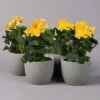 Elatior-Begonie, Topf-Ø 14 Cm, Gelb, Höhe Ca. 20-27 Cm, 4er-Set -Madison Verkäufe 0210900294 Begonia Elatior gelb 12