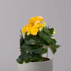 Elatior-Begonie, Topf-Ø 14 Cm, Gelb, Höhe Ca. 20-27 Cm, 4er-Set -Madison Verkäufe 0210900294 Begonia Elatior gelb 32