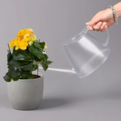 Elatior-Begonie, Topf-Ø 14 Cm, Gelb, Höhe Ca. 20-27 Cm, 4er-Set -Madison Verkäufe 0210900294 Begonia Elatior gelb 42