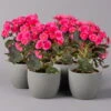 Elatior-Begonie, Topf-Ø 14 Cm, Rosatöne, Höhe Ca. 20-27 Cm, 4er-Set -Madison Verkäufe 0210900296 Begonia Elatior rosa 12