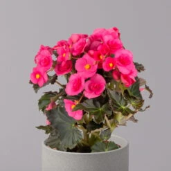 Elatior-Begonie, Topf-Ø 14 Cm, Rosatöne, Höhe Ca. 20-27 Cm, 4er-Set -Madison Verkäufe 0210900296 Begonia Elatior rosa 32