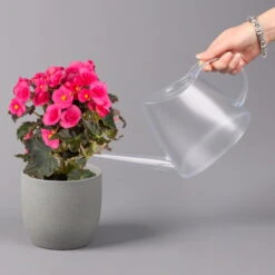 Elatior-Begonie, Topf-Ø 14 Cm, Rosatöne, Höhe Ca. 20-27 Cm, 4er-Set -Madison Verkäufe 0210900296 Begonia Elatior rosa 42