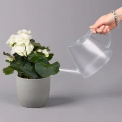 Elatior-Begonie, Topf-Ø 14 Cm, Gelb & Weiß, Höhe Ca. 20-27 Cm, 4er-Set -Madison Verkäufe 0210900299 Begonia Elatior gelb weiss 6