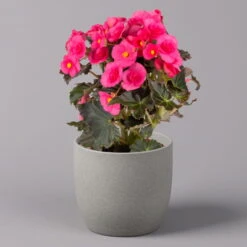 Elatior-Begonie, Topf-Ø 14 Cm, Rosa & Weiß, Höhe Ca. 20-27 Cm, 4er-Set -Madison Verkäufe 0210900300 Begonia Elatior weiss rosa 1
