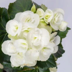 Elatior-Begonie, Topf-Ø 14 Cm, Rosa & Weiß, Höhe Ca. 20-27 Cm, 4er-Set -Madison Verkäufe 0210900300 Begonia Elatior weiss rosa 5