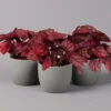 Blattbegonie 'Inca Flame', Topf-Ø 12 Cm, Höhe Ca. 25 Cm, 3er-Set -Madison Verkäufe 0210900313 Blattbegonie Inca Flame 3er Set neu 1