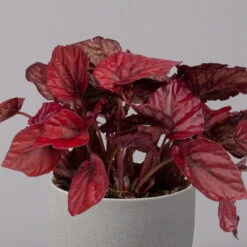 Blattbegonie 'Inca Flame', Topf-Ø 12 Cm, Höhe Ca. 25 Cm, 3er-Set 10 Blattbegonie 'Inca Flame', Topf-Ø 12 Cm, Höhe Ca. 25 Cm, 3er-Set -Madison Verkäufe 0210900313 Blattbegonie Inca Flame 3er Set neu 3
