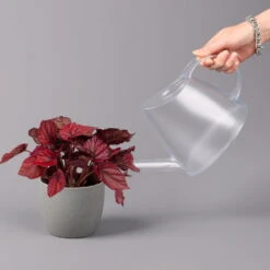 Blattbegonie 'Inca Flame', Topf-Ø 12 Cm, Höhe Ca. 25 Cm, 3er-Set 11 Blattbegonie 'Inca Flame', Topf-Ø 12 Cm, Höhe Ca. 25 Cm, 3er-Set -Madison Verkäufe 0210900313 Blattbegonie Inca Flame 3er Set neu 4