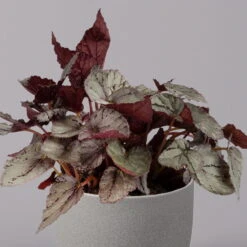 Blattbegonie 'Maori Haze', Topf-Ø 12 Cm, Höhe Ca. 25 Cm, 3er-Set -Madison Verkäufe 0210900314 Blattbegonie Maori Haze 3er Set 3