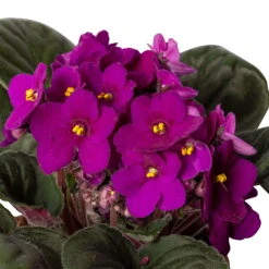 Usambaraveilchen, Rot, Topf-Ø 12 Cm, 6er-Set -Madison Verkäufe 0210950106 0210950111 Saintpaulia rot T12cm 6er Set 12 116396