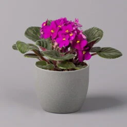 Usambaraveilchen, Rot, Topf-Ø 12 Cm, 6er-Set -Madison Verkäufe 0210950106 Saintpaulia rot T12cm H20cm 6erSet1 116393