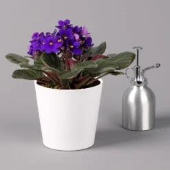 Usambaraveilchen In Keramiktopf Dallas Weiß, Dunkelblau, Topf-Ø 12 Cm, 3er-Set -Madison Verkäufe 0210950107 Saintpaulia blau in Topf Dallas weiss H20cm T14cm 3erSet1 116398