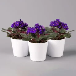 Usambaraveilchen In Keramiktopf Dallas Weiß, Dunkelblau, Topf-Ø 12 Cm, 3er-Set