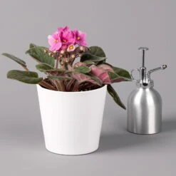 Usambaraveilchen In Keramiktopf Dallas Weiß, Pink, Topf-Ø 12 Cm, 3er-Set 9 Usambaraveilchen In Keramiktopf Dallas Weiß, Pink, Topf-Ø 12 Cm, 3er-Set -Madison Verkäufe 0210950110 Saintpaulia pink in Topf Dallas weiss H20cm T14cm 3erSet1 116534