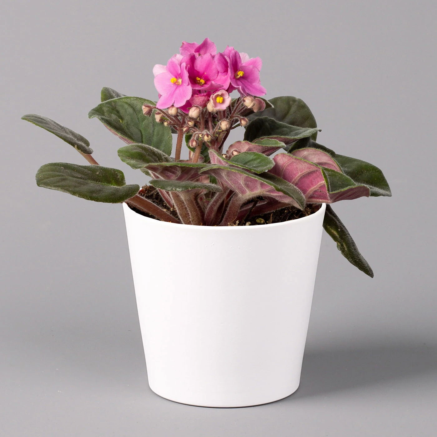 Usambaraveilchen In Keramiktopf Dallas Weiß, Pink, Topf-Ø 12 Cm, 3er-Set 4 Usambaraveilchen In Keramiktopf Dallas Weiß, Pink, Topf-Ø 12 Cm, 3er-Set – Bild 2