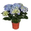 Hortensie, Blau, Topf-Ø 13/14 Cm, 4-6 Dolden, Höhe Ca. 35 Cm -Madison Verkäufe 0211200058 Hydrangea macro blau 4 6 Dolden 1