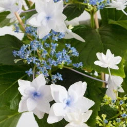 Hortensie Hovaria® 'Feuerwerk', Weiß, Topf-Ø 14 Cm, Höhe Ca. 35 Cm -Madison Verkäufe 0211200112 Hydrangea Hovaria Feuerwerk 14cm Topf H35cm weiss1