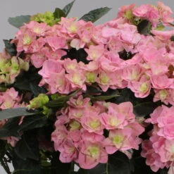 Hortensie 'Double Dutch', Rosa, Topf-Ø 14 Cm, Höhe Ca. 40 Cm -Madison Verkäufe 0211200155 Hydrangea Double Dutch rosa 1 124862