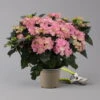 Hortensie 'Double Dutch', Rosa, Topf-Ø 14 Cm, Höhe Ca. 40 Cm -Madison Verkäufe 0211200155 Hydrangea Double Dutch rosa t 124861