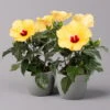 Hibiskus, Gelb, Topf-Ø 13 Cm, Höhe Ca. 35 Cm, 2er-Set -Madison Verkäufe 0213100205 Hibiscus gelb 2er Set WS 1