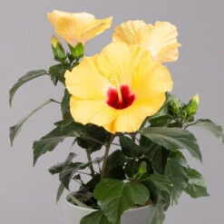 Hibiskus, Gelb, Topf-Ø 13 Cm, Höhe Ca. 35 Cm, 2er-Set 12 Hibiskus, Gelb, Topf-Ø 13 Cm, Höhe Ca. 35 Cm, 2er-Set -Madison Verkäufe 0213100205 Hibiscus gelb 2er Set WS 3