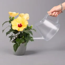 Hibiskus, Gelb, Topf-Ø 13 Cm, Höhe Ca. 35 Cm, 2er-Set 13 Hibiskus, Gelb, Topf-Ø 13 Cm, Höhe Ca. 35 Cm, 2er-Set -Madison Verkäufe 0213100205 Hibiscus gelb 2er Set WS 4