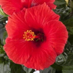Hibiskus, Rot, Mit Keramiktopf Dallas Weiß, Topf-Ø 13 Cm, Höhe Ca. 35 Cm -Madison Verkäufe 0213100214 0213100215 0213100216 0213100229 0213100230 Hibiscus rot 1