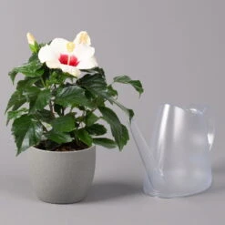 Hibiskus, Weiß, Topf-Ø 13 Cm, Höhe Ca. 35 Cm, 2er-Set -Madison Verkäufe 0213100220 Hibiscus ohne Topf weiss 2er Set 4