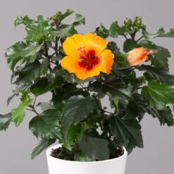 Hibiskus, Graff® 'Petit Orange', Mit Keramiktopf Dallas Weiß, Topf-Ø 13 Cm -Madison Verkäufe 0213100227 Hibiscus Petit Orange mit Topf Dallas weiss 2