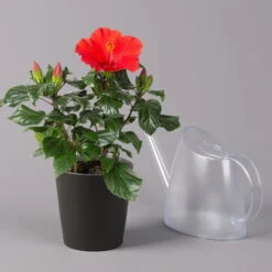 Hibiskus, Rot, Mit Keramiktopf Dallas Anthrazit, Topf-Ø 13 Cm, Höhe 35 Cm 12 Hibiskus, Rot, Mit Keramiktopf Dallas Anthrazit, Topf-Ø 13 Cm, Höhe 35 Cm -Madison Verkäufe 0213100230 Hibiscus rot Topf Dallas anthrazit 3