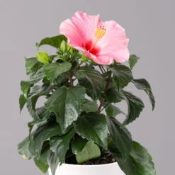 Hibiskus, Rosa, Mit Keramiktopf Dallas Weiß, Topf-Ø 13 Cm, Höhe Ca. 35 Cm -Madison Verkäufe 0213100231 Hibiscus rosa mit Topf Dallas weiss 2