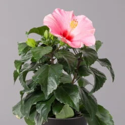 Hibiskus, Rosa, In Keramiktopf Dallas Anthrazit, Topf-Ø 13 Cm, 2er-Set -Madison Verkäufe 0213100232 Hibiscus rosa mit Topf Dallas anthrazit 2