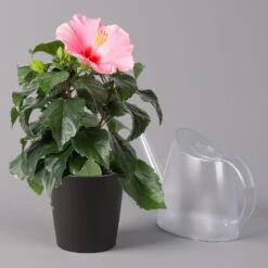 Hibiskus, Rosa, In Keramiktopf Dallas Anthrazit, Topf-Ø 13 Cm, 2er-Set -Madison Verkäufe 0213100232 Hibiscus rosa mit Topf Dallas anthrazit 3