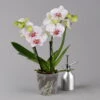 Phalaenopsis 'Spirit' Weiß Gesprenkelt, 2 Rispen, Topf-Ø 12 Cm, Höhe Ca. 50 Cm -Madison Verkäufe 0215152574 phalaenopsis spirit white special 1 122934