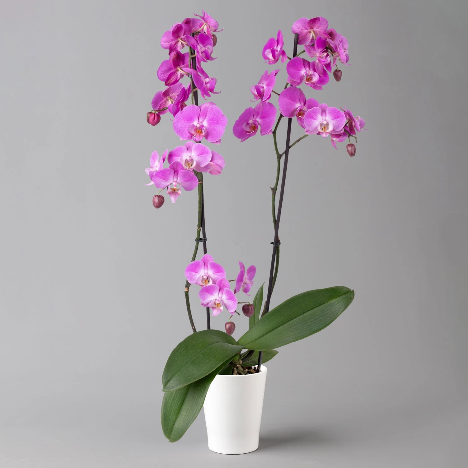 Schmetterlingsorchidee, Inkl. Keramiktopf, Dunkelrosa, Topf-Ø 12cm, Höhe Ca 60cm 3 Schmetterlingsorchidee, Inkl. Keramiktopf, Dunkelrosa, Topf-Ø 12cm, Höhe Ca 60cm