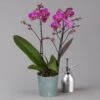 Phalaenopsis Lila, 2 Rispen, Topf-Ø 12 Cm, Höhe Ca. 50 Cm -Madison Verkäufe 0215170671 phalaenopsis multi lila 1 122940