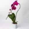 Schmetterlingsorchidee 'Swan', Lila, Topf-Ø 12 Cm, Höhe Ca. 65 Cm -Madison Verkäufe 0215250504 Phalaenopsis Swan lila T12 1 117178