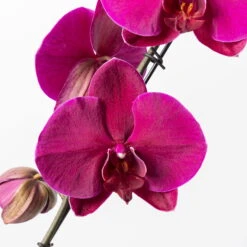 Schmetterlingsorchidee 'Swan', Lila, Topf-Ø 12 Cm, Höhe Ca. 65 Cm -Madison Verkäufe 0215250504 Phalaenopsis Swan lila T12 2 117179