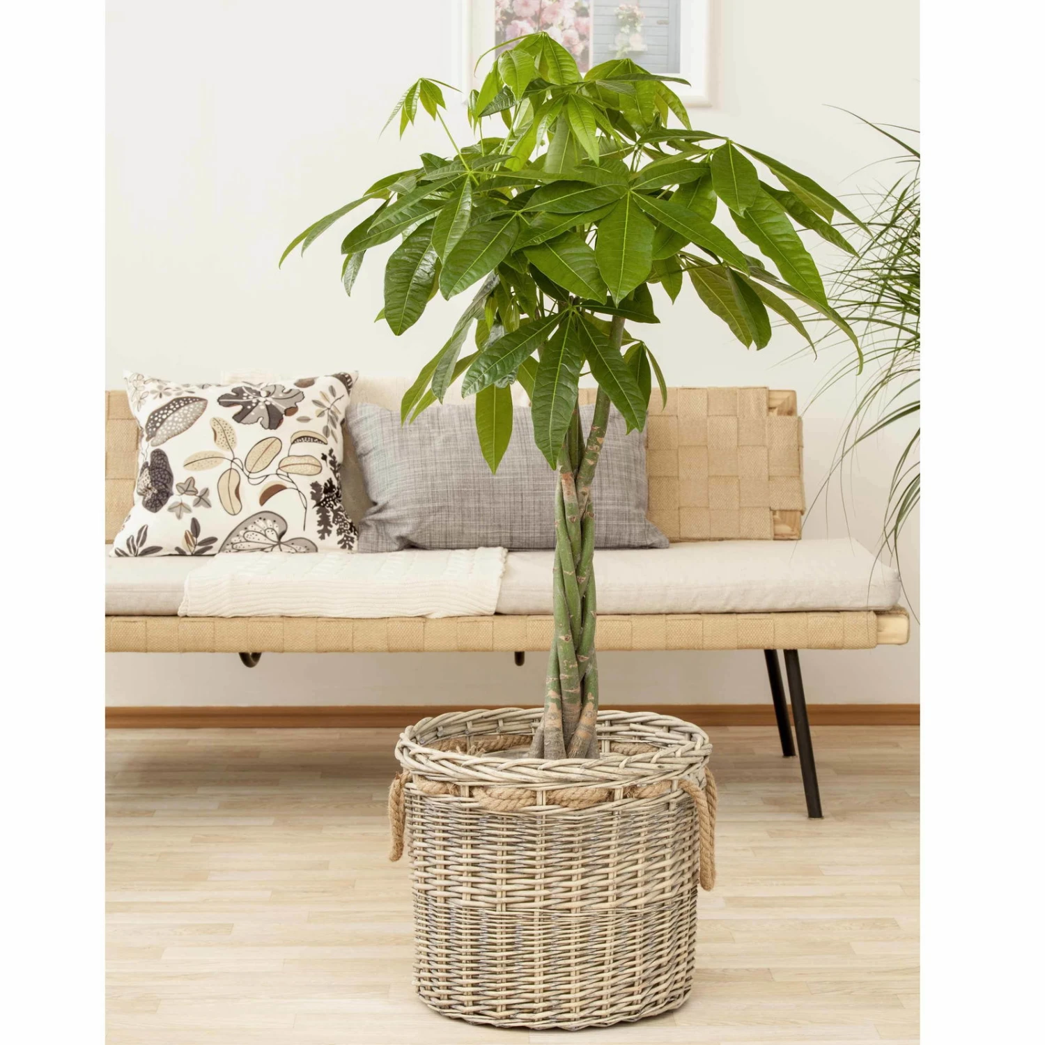 Glückskastanie, Topf-Ø 21 Cm, Höhe Ca. 100 Cm 3 Glückskastanie, Topf-Ø 21 Cm, Höhe Ca. 100 Cm