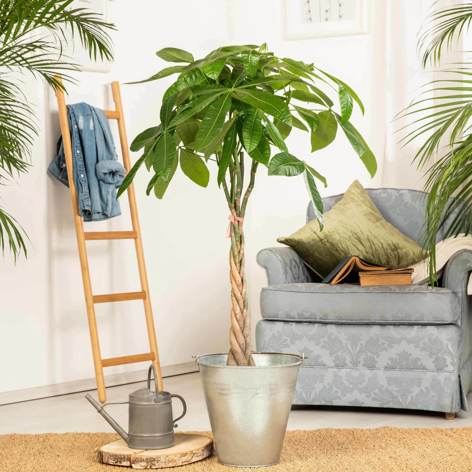 Glückskastanie, Topf-Ø 21 Cm, Höhe Ca. 100 Cm 7 Glückskastanie, Topf-Ø 21 Cm, Höhe Ca. 100 Cm – Bild 5