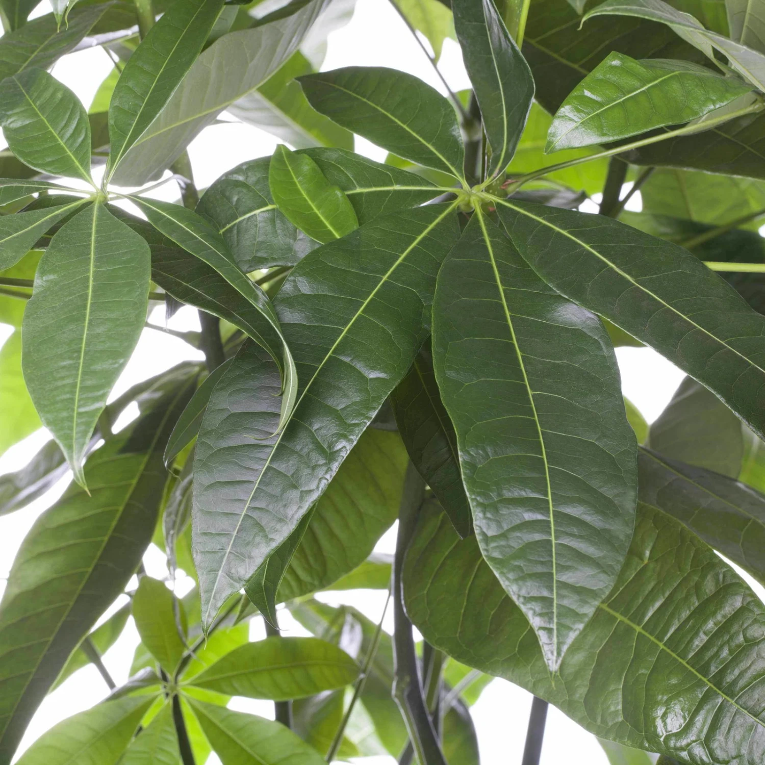 Glückskastanie, Topf-Ø 21 Cm, Höhe Ca. 100 Cm 5 Glückskastanie, Topf-Ø 21 Cm, Höhe Ca. 100 Cm – Bild 3