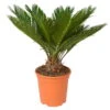 Palmfarn, Topf-Ø 21 Cm, Höhe Ca. 50-70 Cm -Madison Verkäufe 0220100590 Cycas Revoluta 20cm