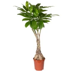 Glückskastanie, Topf-Ø 21 Cm, Höhe Ca. 100 Cm 13 Glückskastanie, Topf-Ø 21 Cm, Höhe Ca. 100 Cm -Madison Verkäufe 0220106860 Pachira aquatica gefl Stamm 2