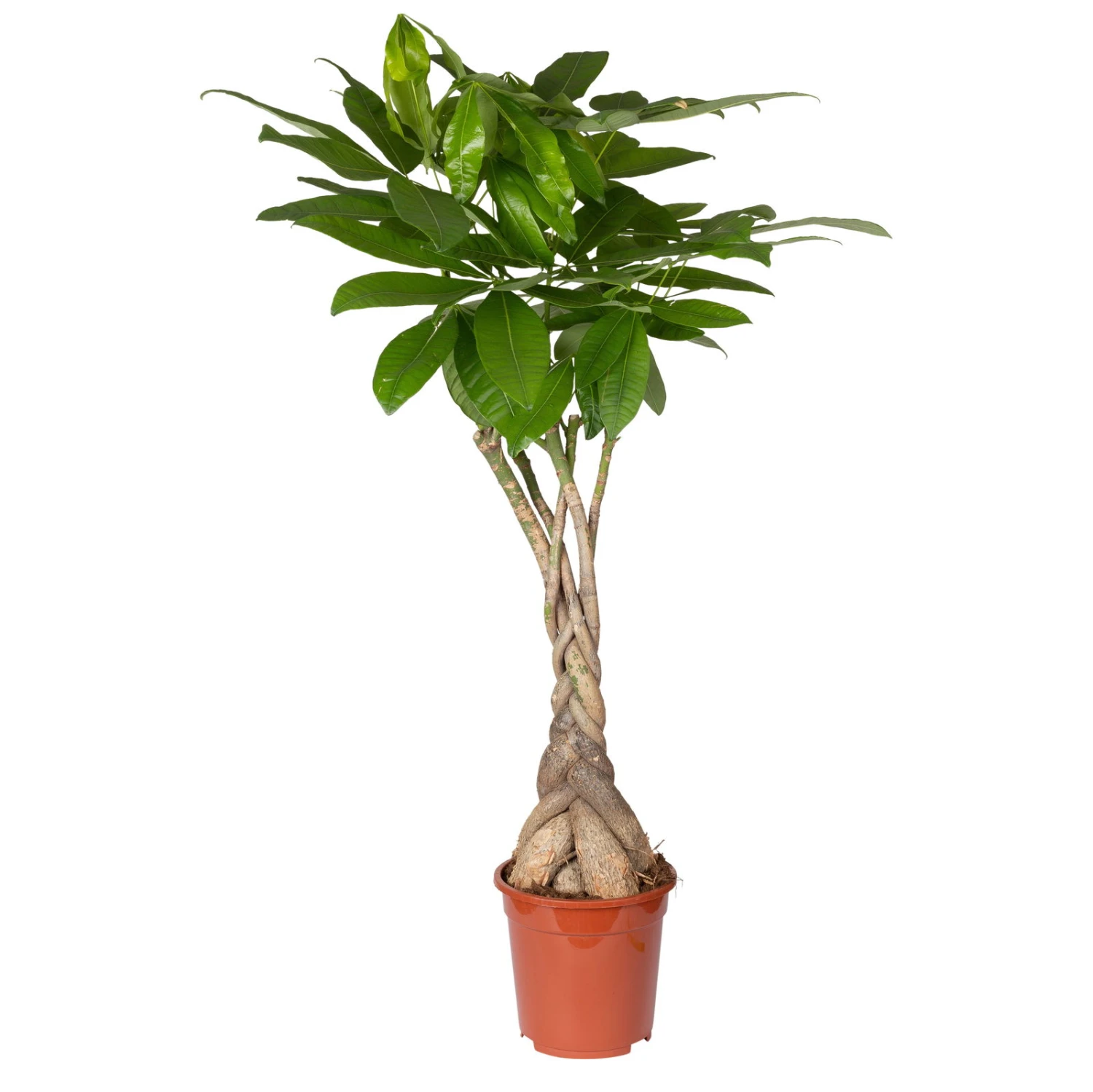 Glückskastanie, Topf-Ø 21 Cm, Höhe Ca. 100 Cm 6 Glückskastanie, Topf-Ø 21 Cm, Höhe Ca. 100 Cm – Bild 4